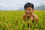 Lucas at home in the rice fields of Taiwan.